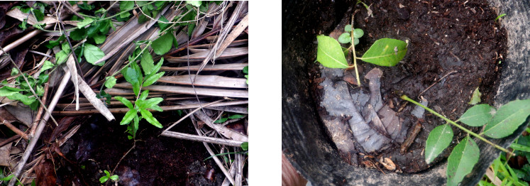 Images of
        tree seedlings planted in tropical backyard after typhoon Rai