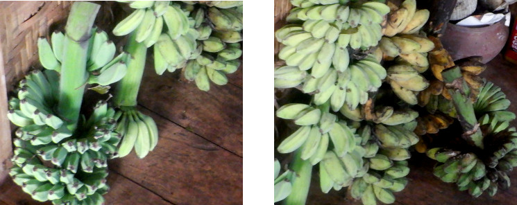 Images of bananas retrieved from
              tropical backyard after typhoon Rai