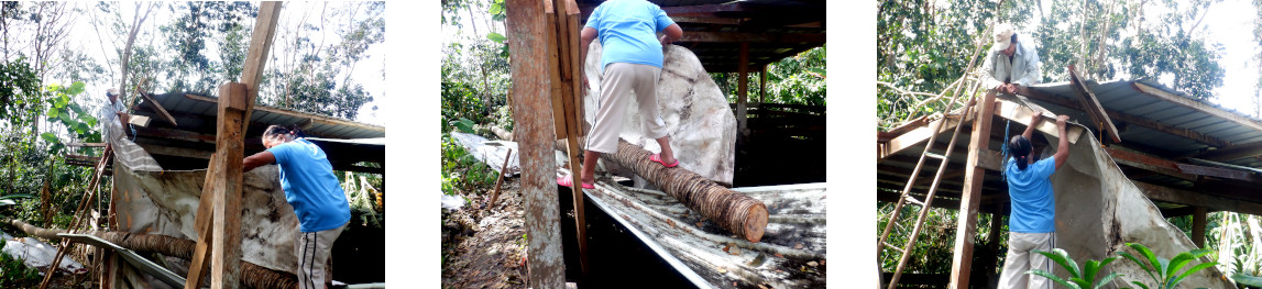 Images of repairing tropical backyard
          boar pemn after typhoon Rai