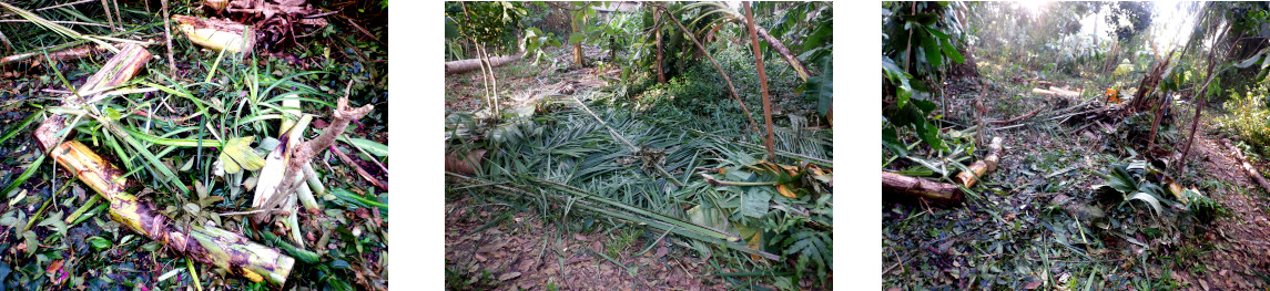 Images of clearing up debris in
          tropical backarard after typhoon Rai