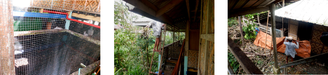 Images of various jobs in tropical
          backyard after typhoon Rai