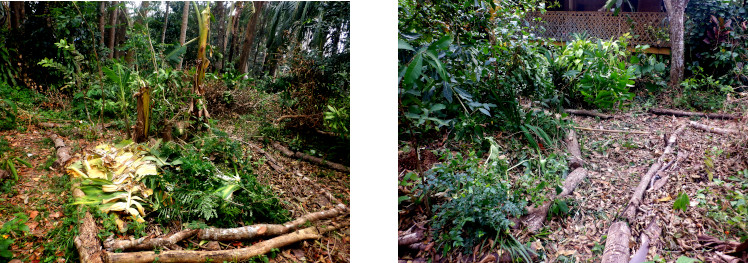 Images of tropical backyard garden
        partially clered of debris after typhoon Rai