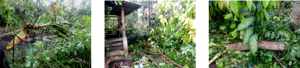 Images of devastation in
          tropical backyard after typhoon Rai