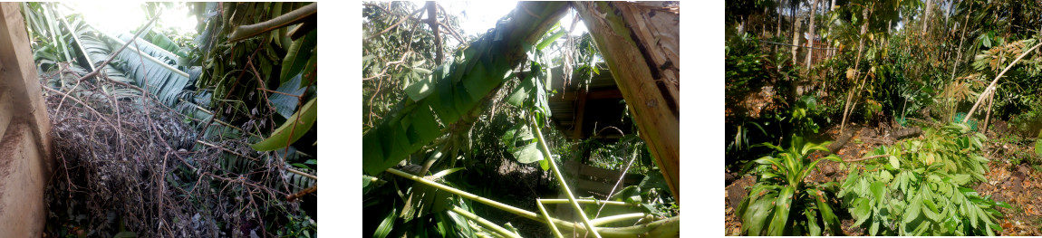 Images
          of devastation in tropical backyard after typhoon RAI