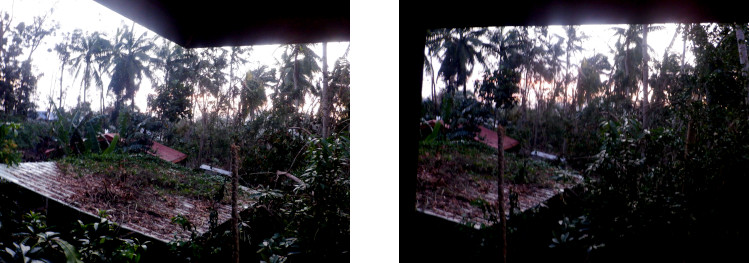 Images of evening light in tropical
          backyard