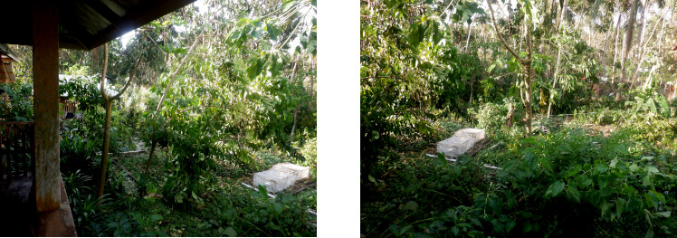 Images of tropical
              backyard after typhoon Rai