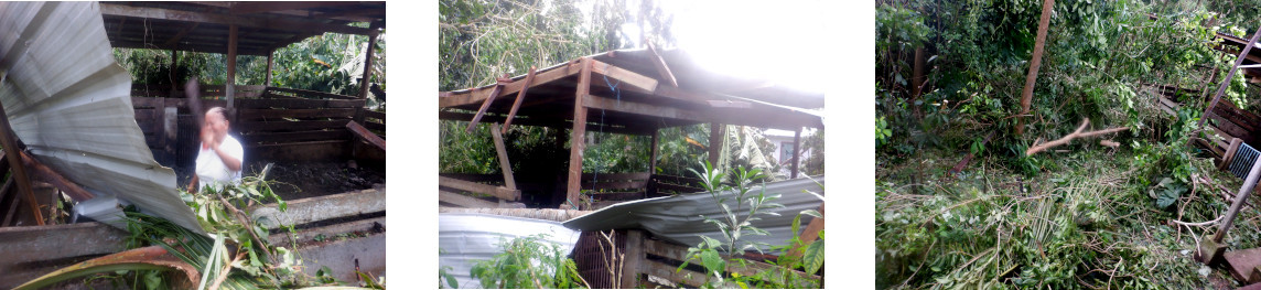 Images of tropical backyard
              pig pen damaged by typhoon Rai