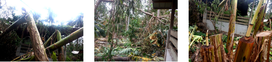 Images of clearing up tropical backyard after typhoon Rai