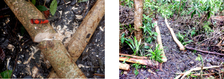 Images of large
        log removed from tropical garden path after typhoon Rai