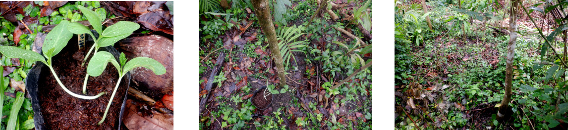 Images of luffa seedlings transplanted in tropical
        backyard
