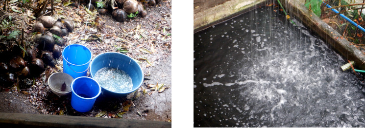 Images of water collection in tropical backyard