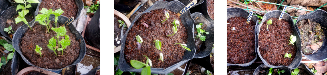 Images of seedlings sprouting in
        tropical backyard