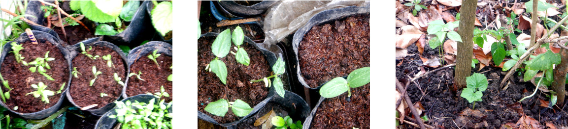Images of seedlimngs trnasplanted
          in tropical backyard