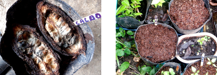 Images of native cacao seeds potted in tropical backyard