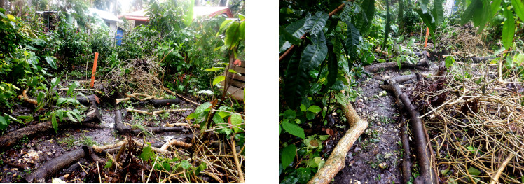 Images of tropical backyard after debris from typhoon Rai
        has been cleared