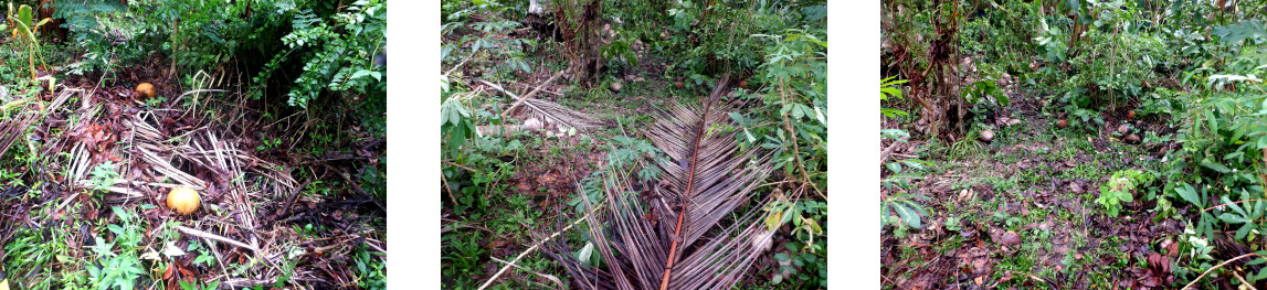 Images of clearing tropical backyard
        from debris after typhoon Rai