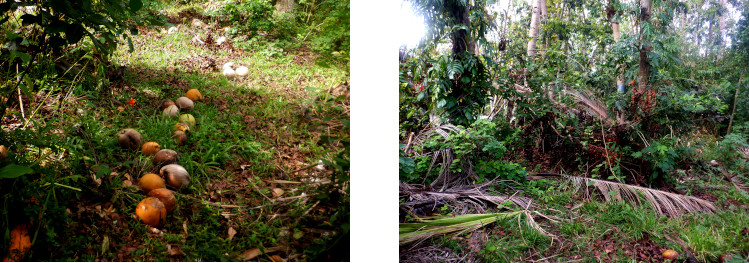 Images of clearing debris from
        tropical backyard weeks after typhoon Rai