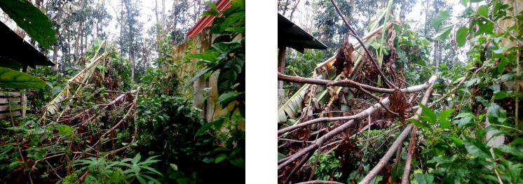 Images of debris in tropical backyard after typhoon Rai