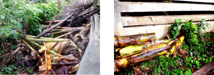 Images of banana trees decapitatred
        by typhoon Rai cut up for pig feeding
