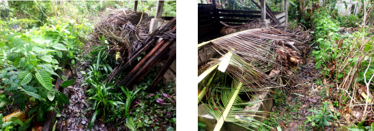 Images of debris cleared in tropical
        backyard after typhoon Rai