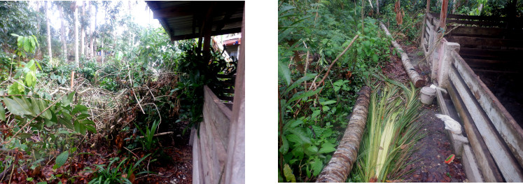 Images of debris cleared in tropical backyard after typhoon
        Rai