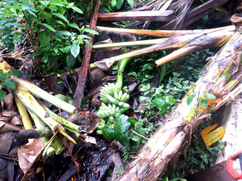 Images of tropical backyard banana trees damaged by typhoon
        Rai
