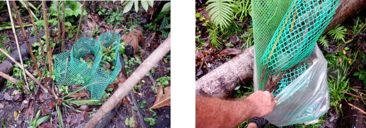 Imagews of plastic mini-fences
        retrieved from tropical bacvkyard for re-use