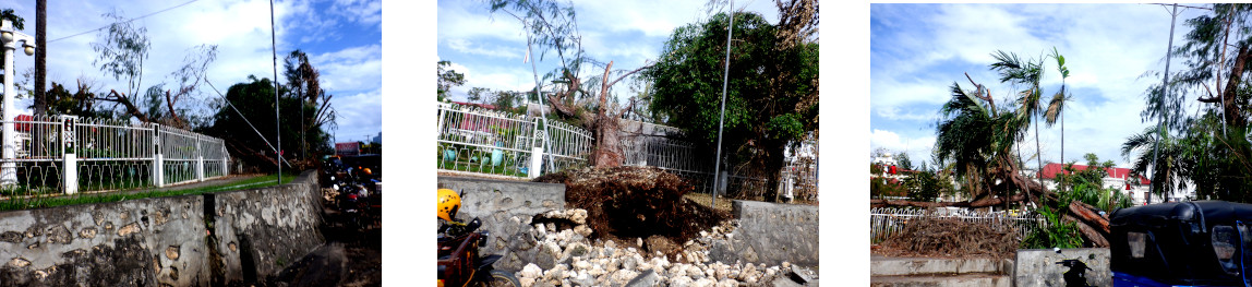 Images of trees in Tagbilaran blown over by typhoon Rai