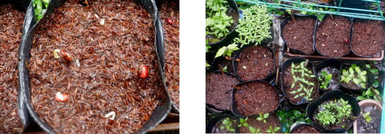 Images of seedlings sprouting in
              tropical backyard after typhoon Rai