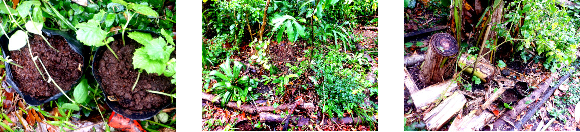 Images oif seedlings transplanted in
        tropical garden