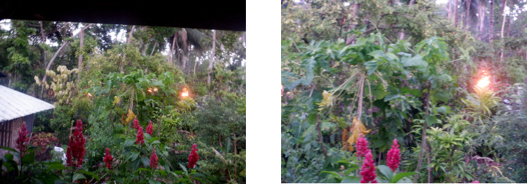 Images of tropical neighbour's bonfire