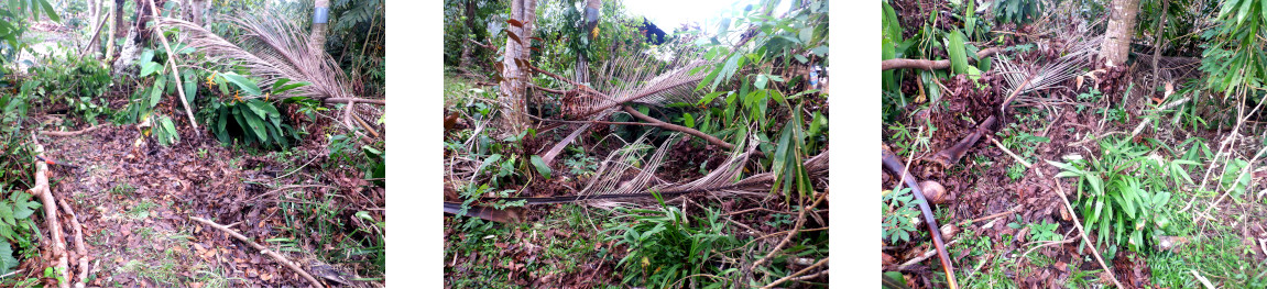 Images of clearing debris fron tropical backyard three
        weeks after typhoon Rai