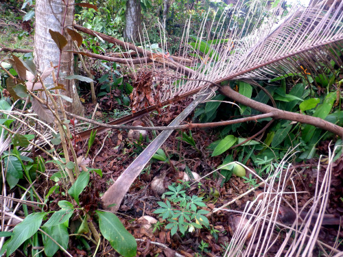 Image of debris in tropical backyard thre weeks after
        typhoon Rai