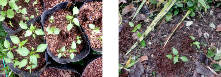 Images of paprika seedlings transplanted in tropical
        backyard