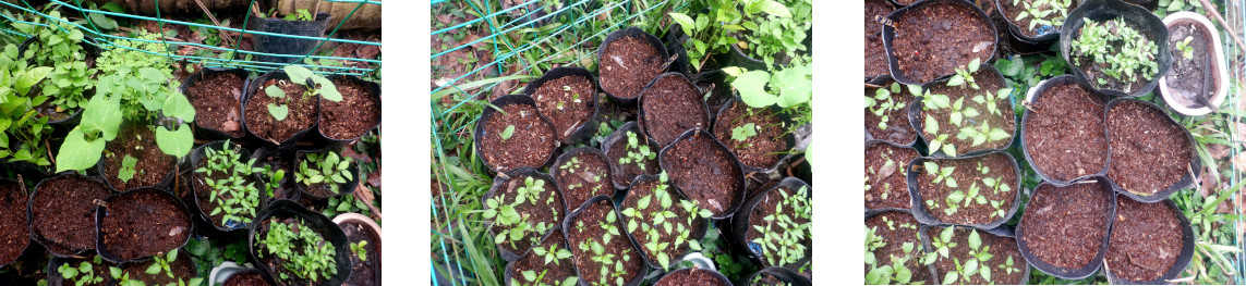 Images of seedlings sprouting in
            tropical backyard after typhoon Rai