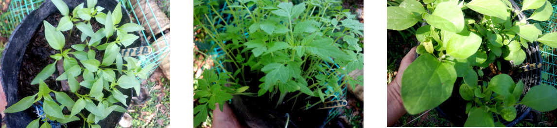 Images of seedlings ready fro
        transplanting in tropical backyard