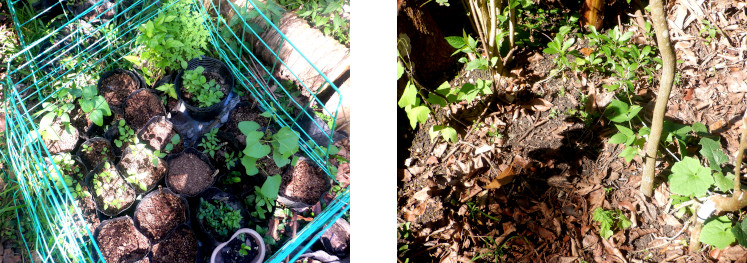 Images of seedlinhgs growing
        intropical backyard