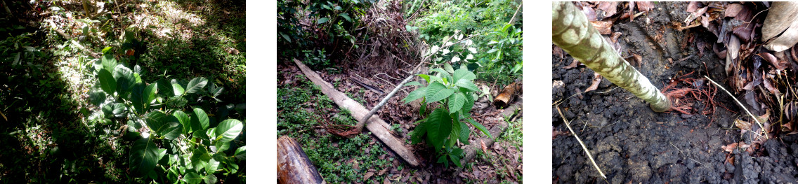 Images of fallen jack fruit tree
        transplanted in tropical backyard after typhoon Rai