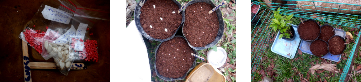 Images of seeds potted in tropical garden after typhoon
        Rai
