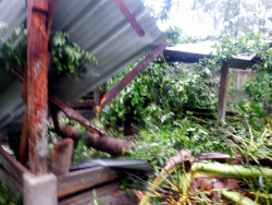 Image of coconut tree fallen on
        tropical backyard pig pen during typhoon Rai