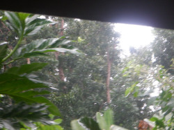 Image of
        tropical garden just before typhoon Rai