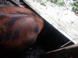Images of a tropical backyard
        boar partially buried by debris from Typhoon Rai
