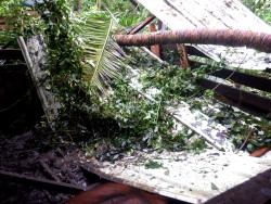 Images of coconut tree fallen on
        tropical backyard pig pen during typhoon Rai