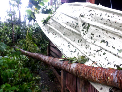 Image of
        coconut tree fallen on tropical backyard pig pen during typhoon
        Rai