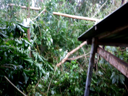 Images
        of debris in tropical garden after typhoon Rai