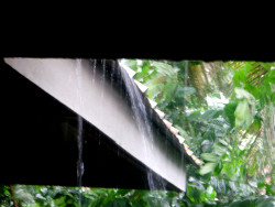 Images of rain
        in tropical backyard