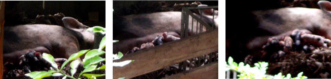 Images of tropical backyard sow recovering from
          farrowing in the night