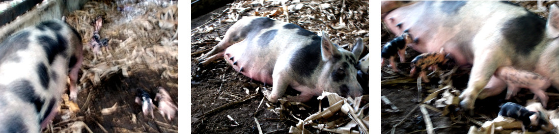 Tropical backyard sow with newly born
        piglets
