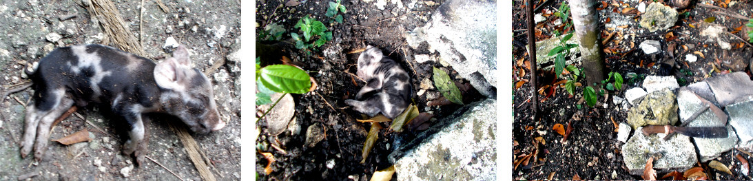 Imagws of dead tropical backyard
            piglet