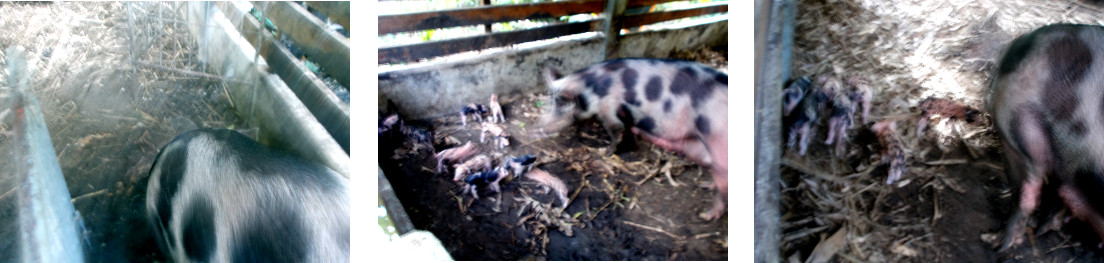 Images of tropical backyard sow
            inspecting her piglets after their teeth were cut